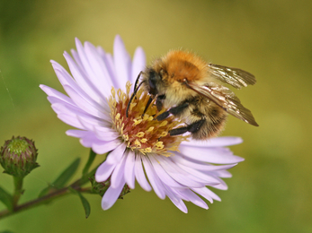 Common Carder Bee